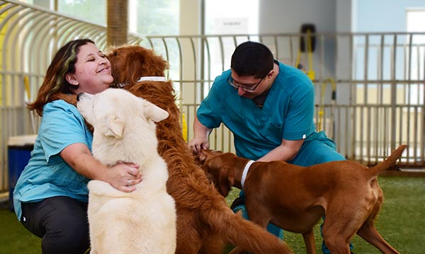 doggie-daycare-boarding-fort-worth-tx