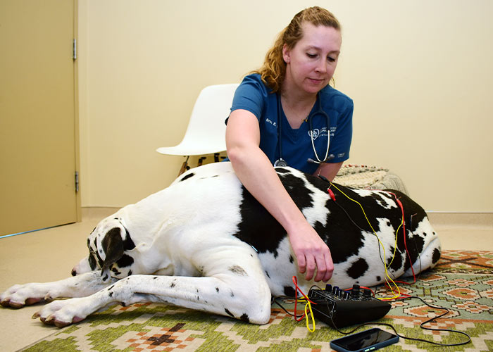 Pet Acupuncture Fort Worth, TX 76107