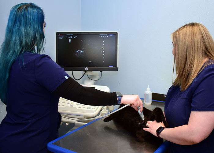 Pet Ultrasound in Fort Worth, TX 76107