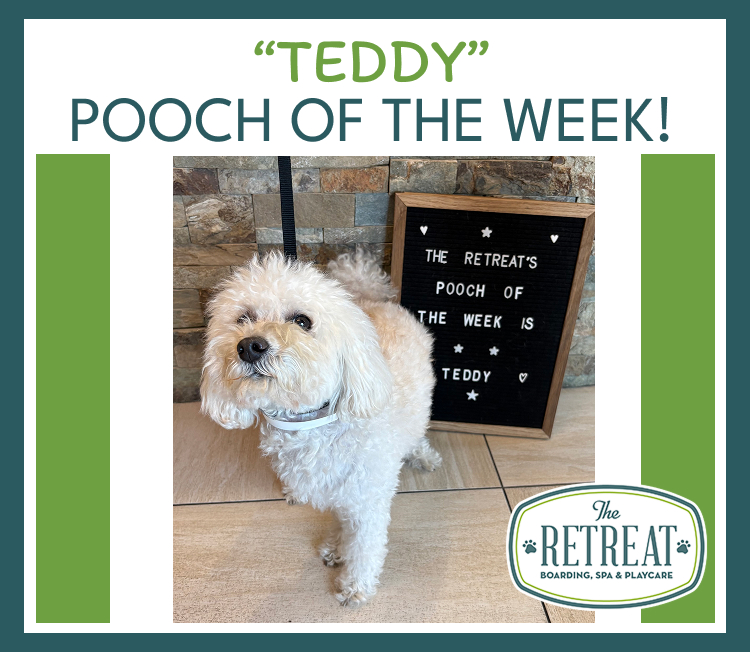The Retreat Pooch of the week - Teddy