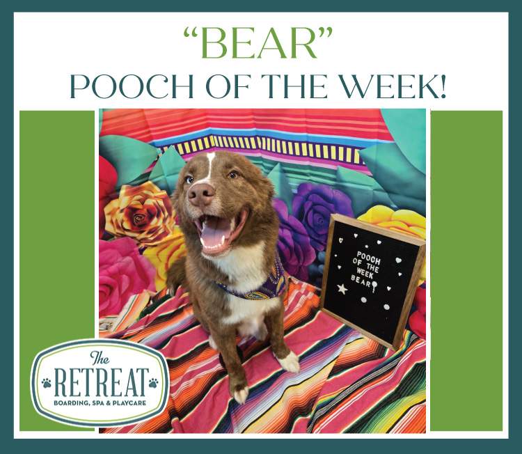 Bear Pooch of the Week