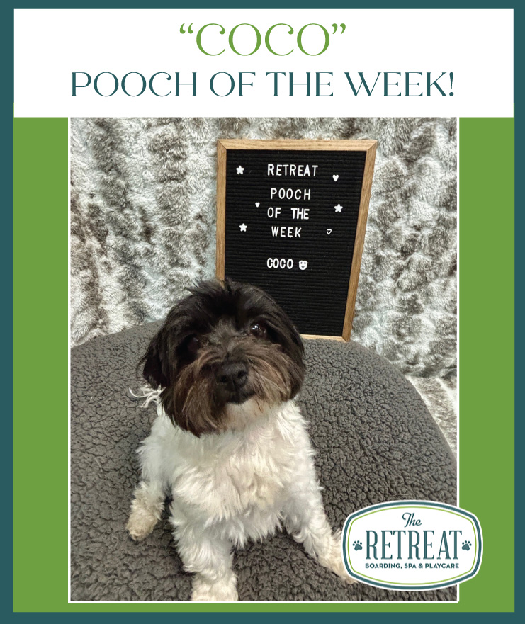 Meet Coco Pooch of the Week