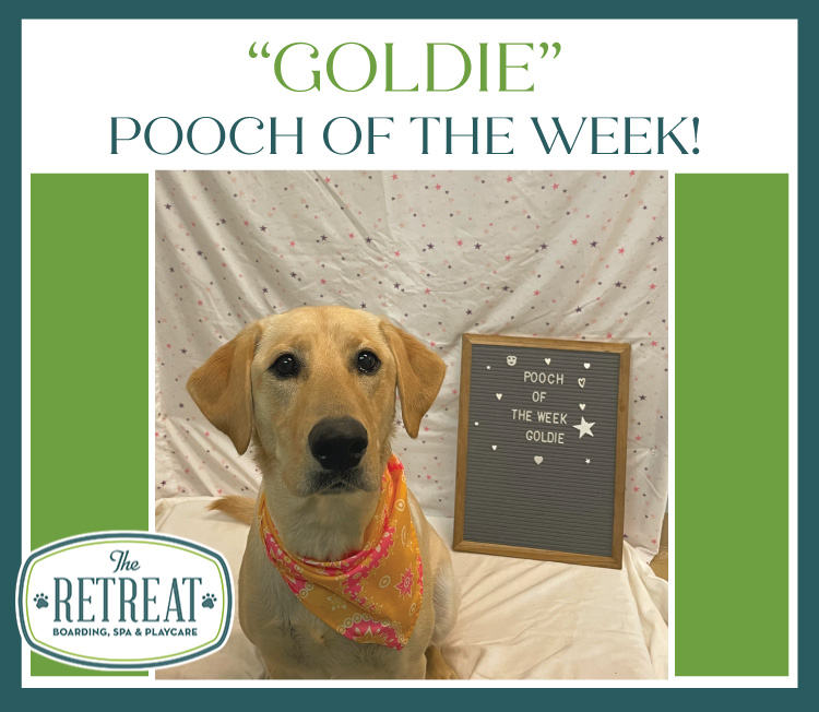 Meet Goldie, Our Pooch of the Week