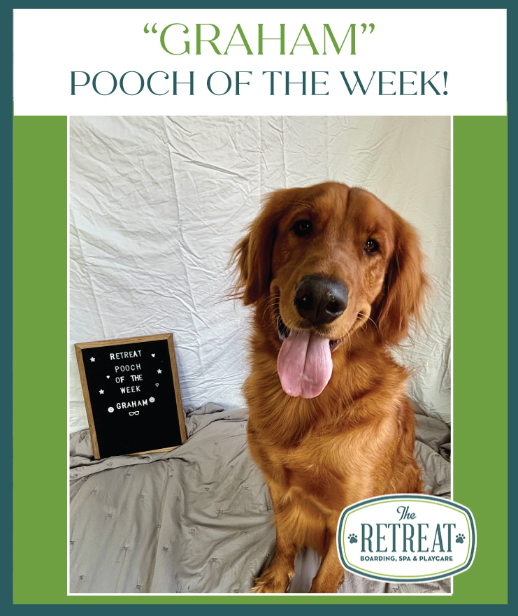 Meet Graham Pooch of the Week