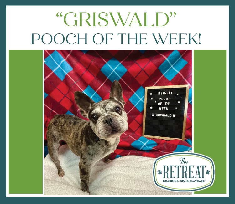 Meet Griswald Pooch of the Week