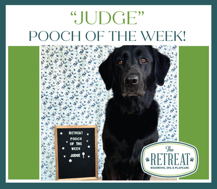 Meet Judge Pooch of the Week