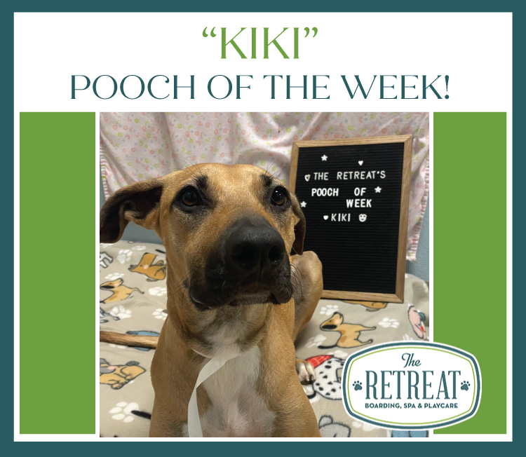 Meet Kiki Pooch of the Week