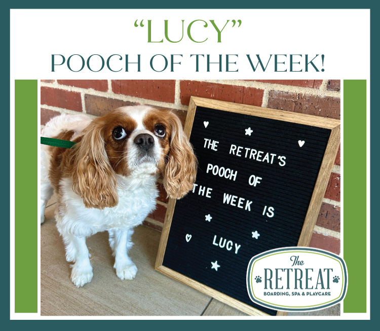 Meet Lucy Our Pooch of the Week