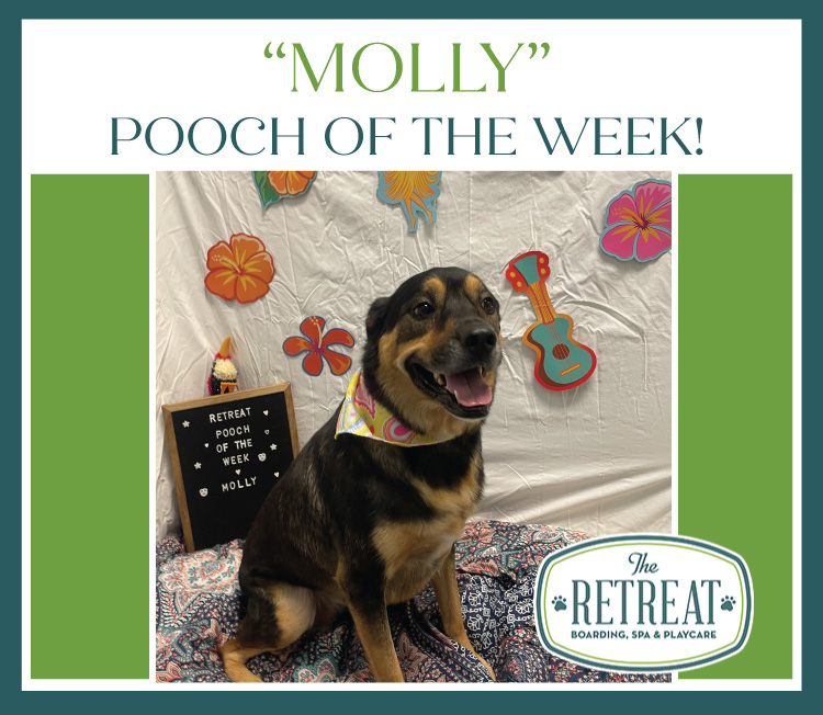 Molly Pooch of the Week