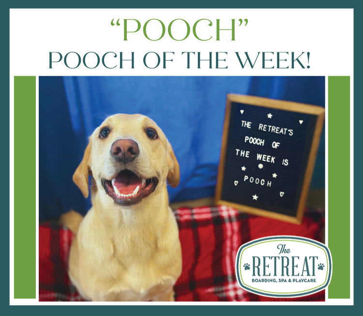 Meet Pooch Our Pooch of the Week