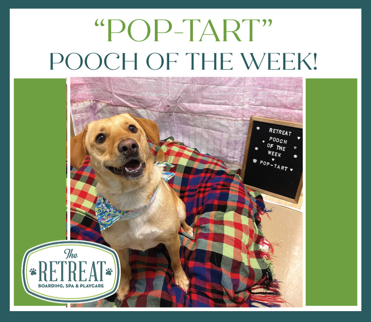 Pop-Tart Pooch of the Week