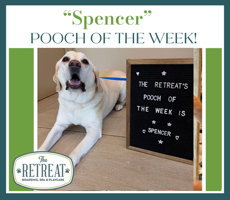 Meet Spencer our Pooch of the Week