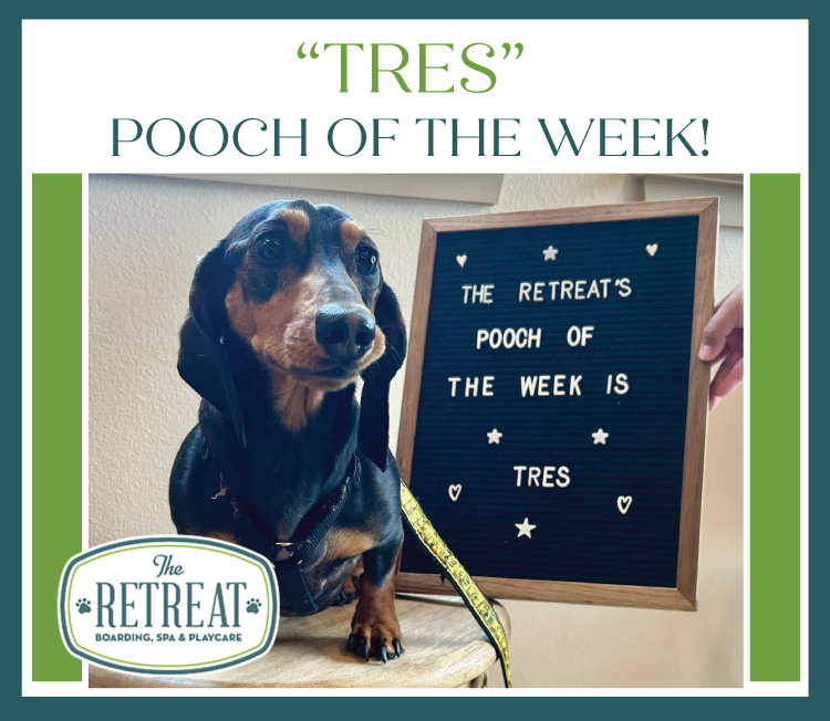 Meet Tres Our Pooch of the Week