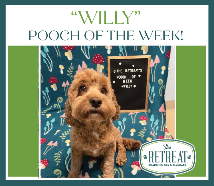 Meet Willy Pooch of the Week