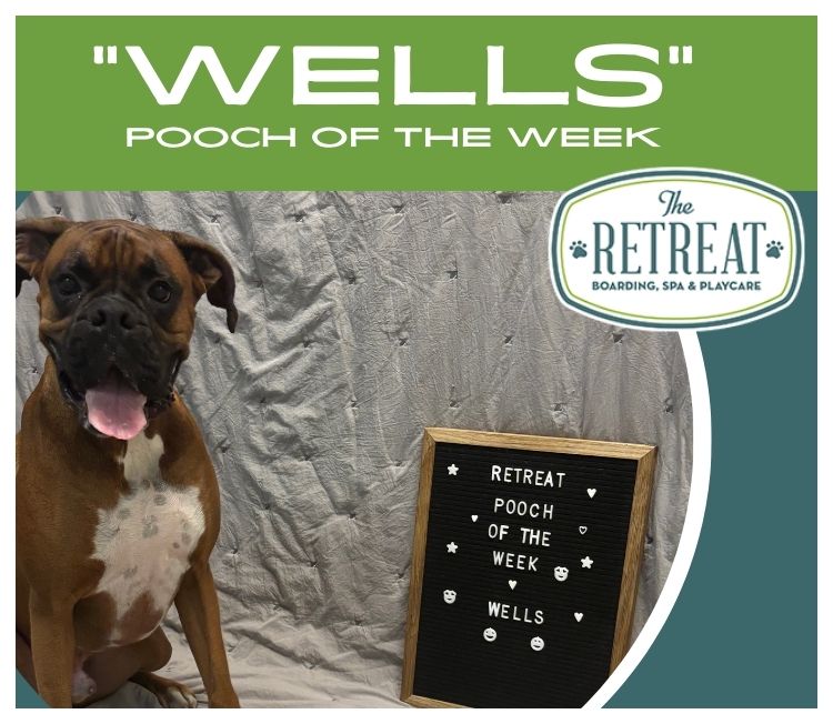 Meet Wells Pooch of the Week