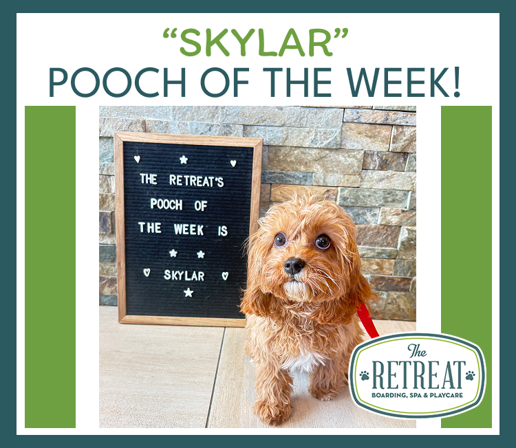 Skylar, Pooch of the Week