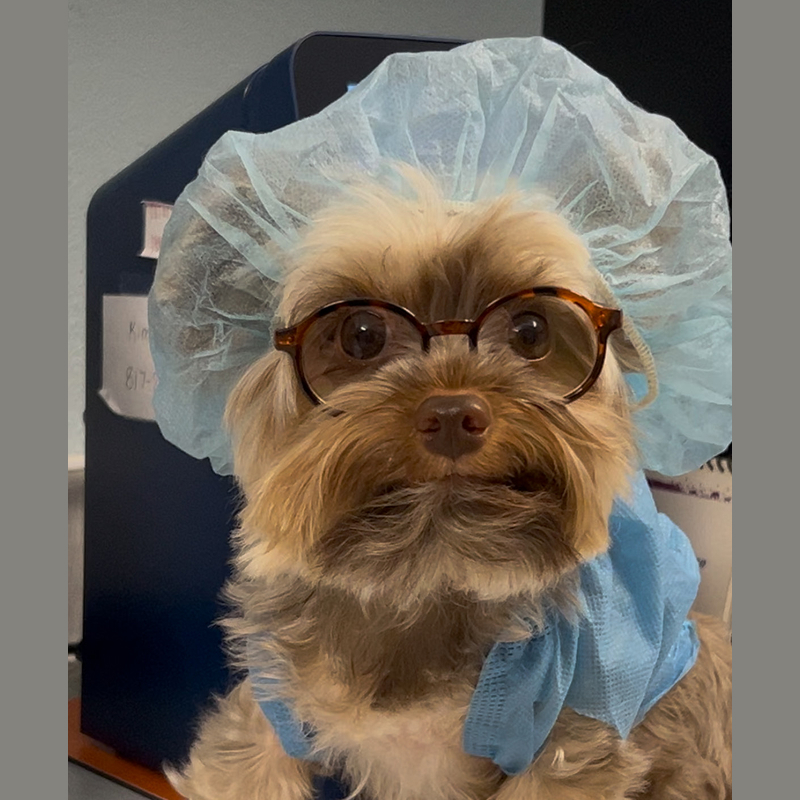 Dr. Puppers Social Media Expert