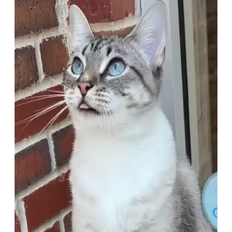 Freya Clinic cat